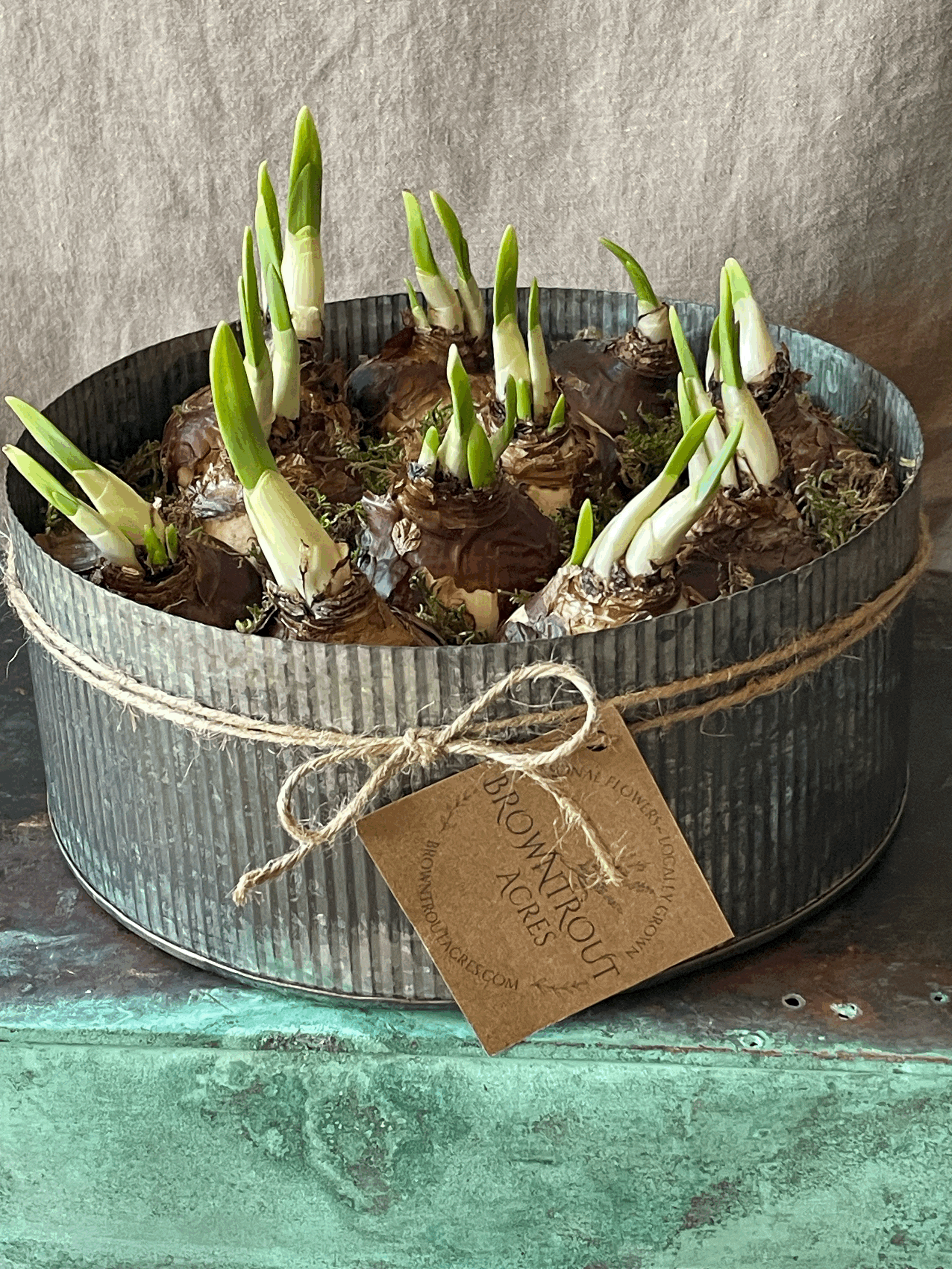 Paperwhite Garden in Zinc Planter