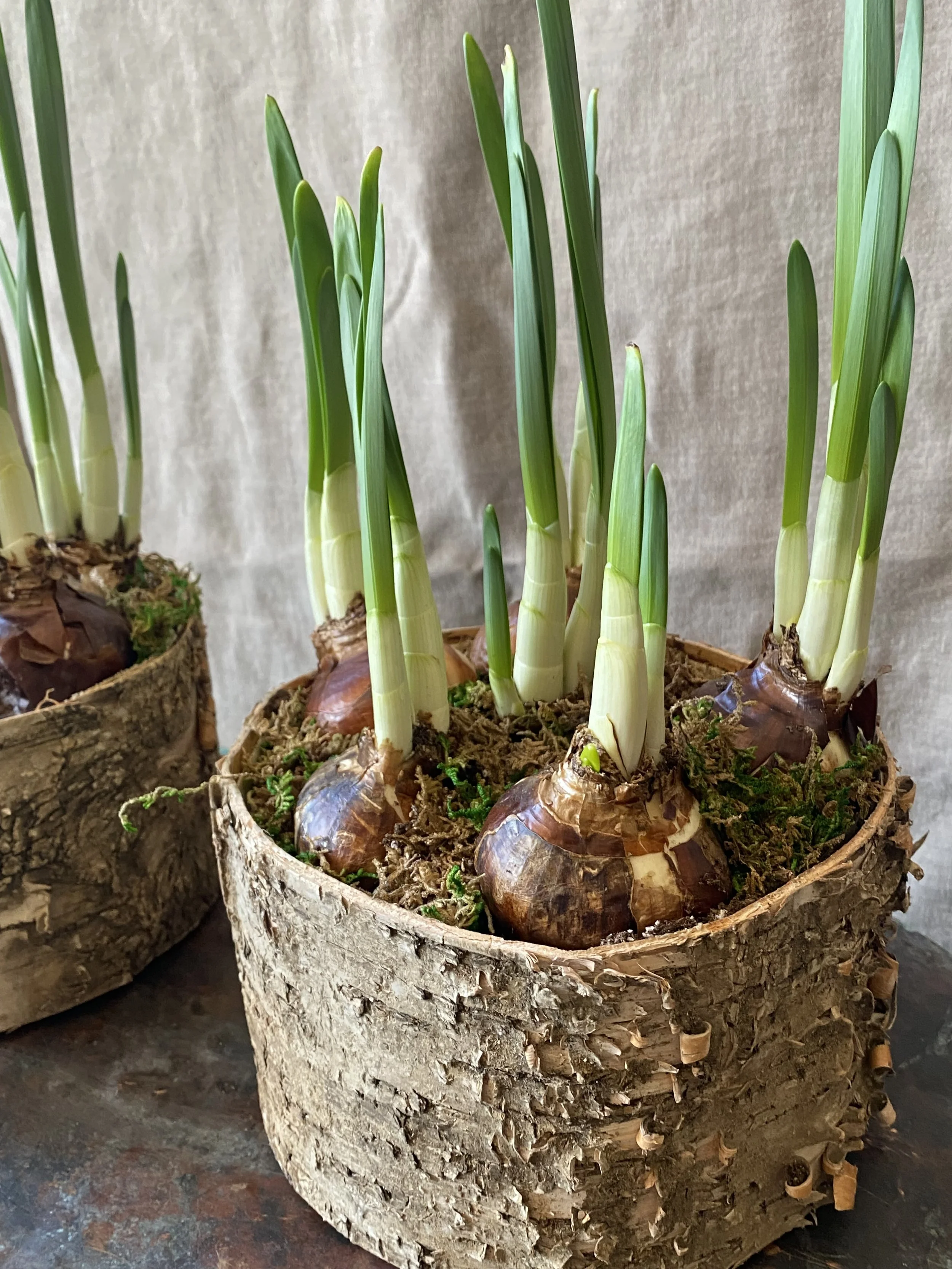 Paperwhite Garden in Birch Pot