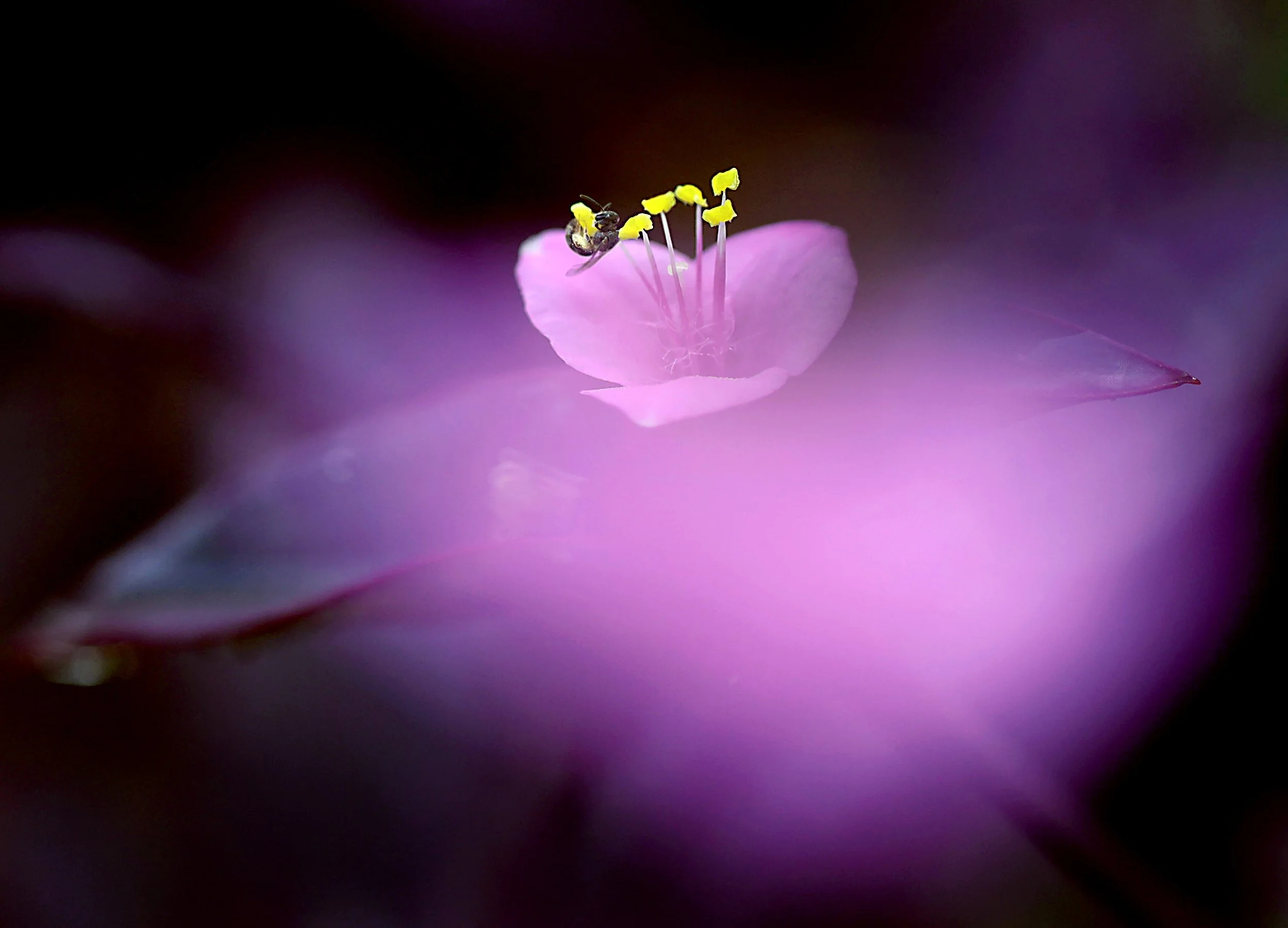 Purple Heart and Bee Summer 2023