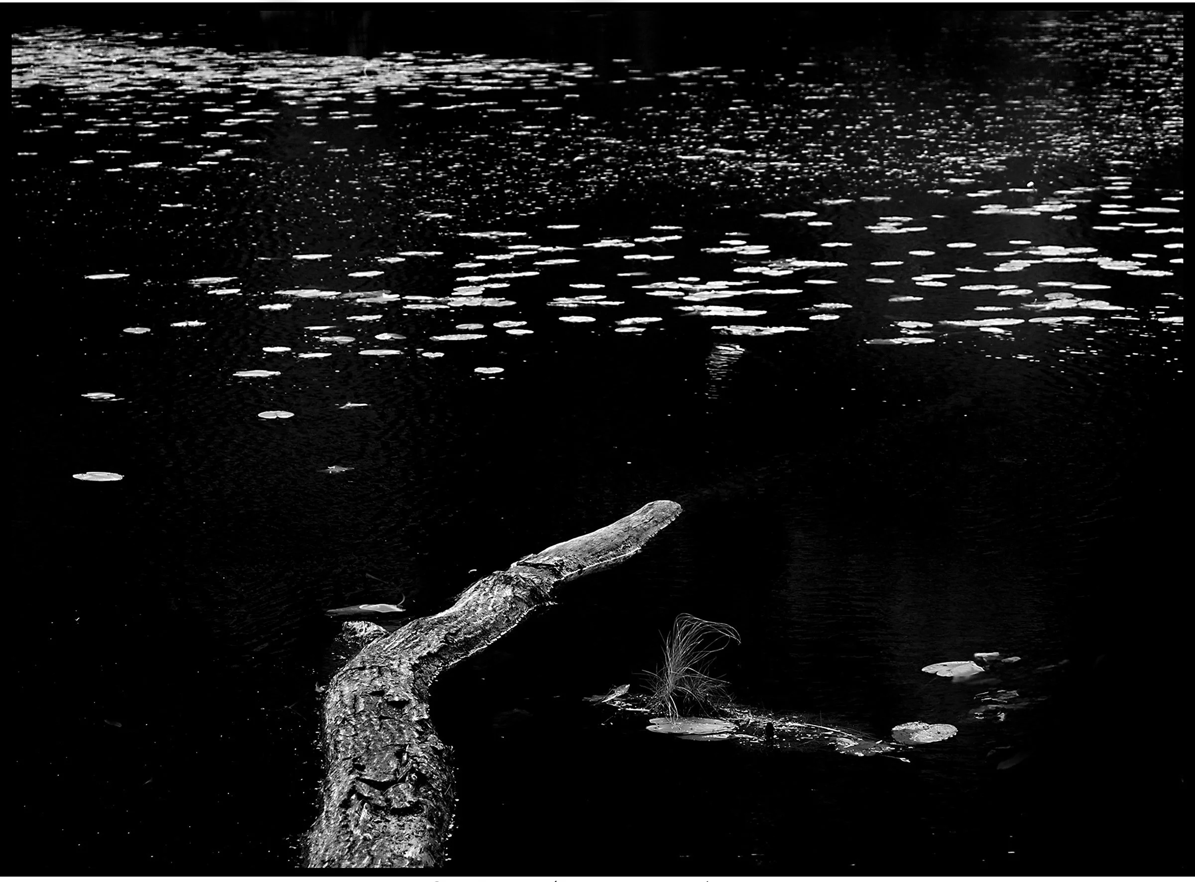 Return to Poinsett: Old Levi Mill Pond