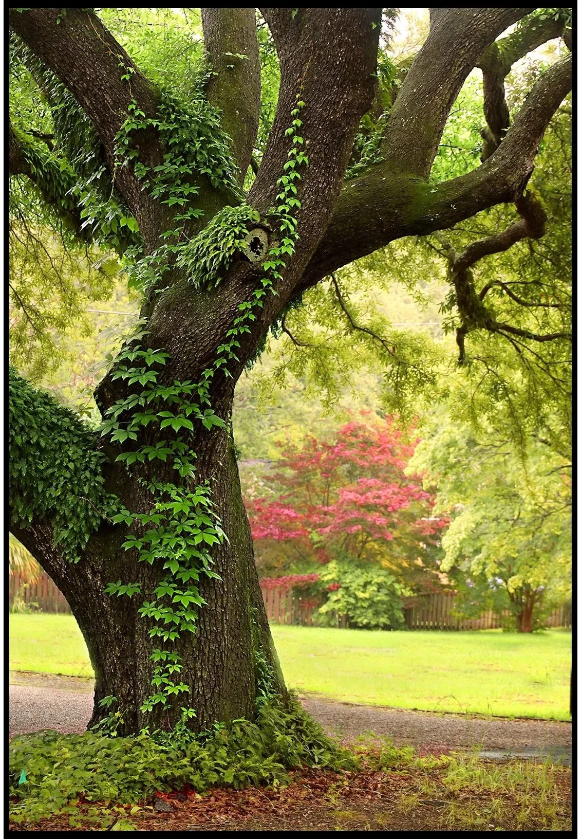 Spring on South Boundary Spring 2025