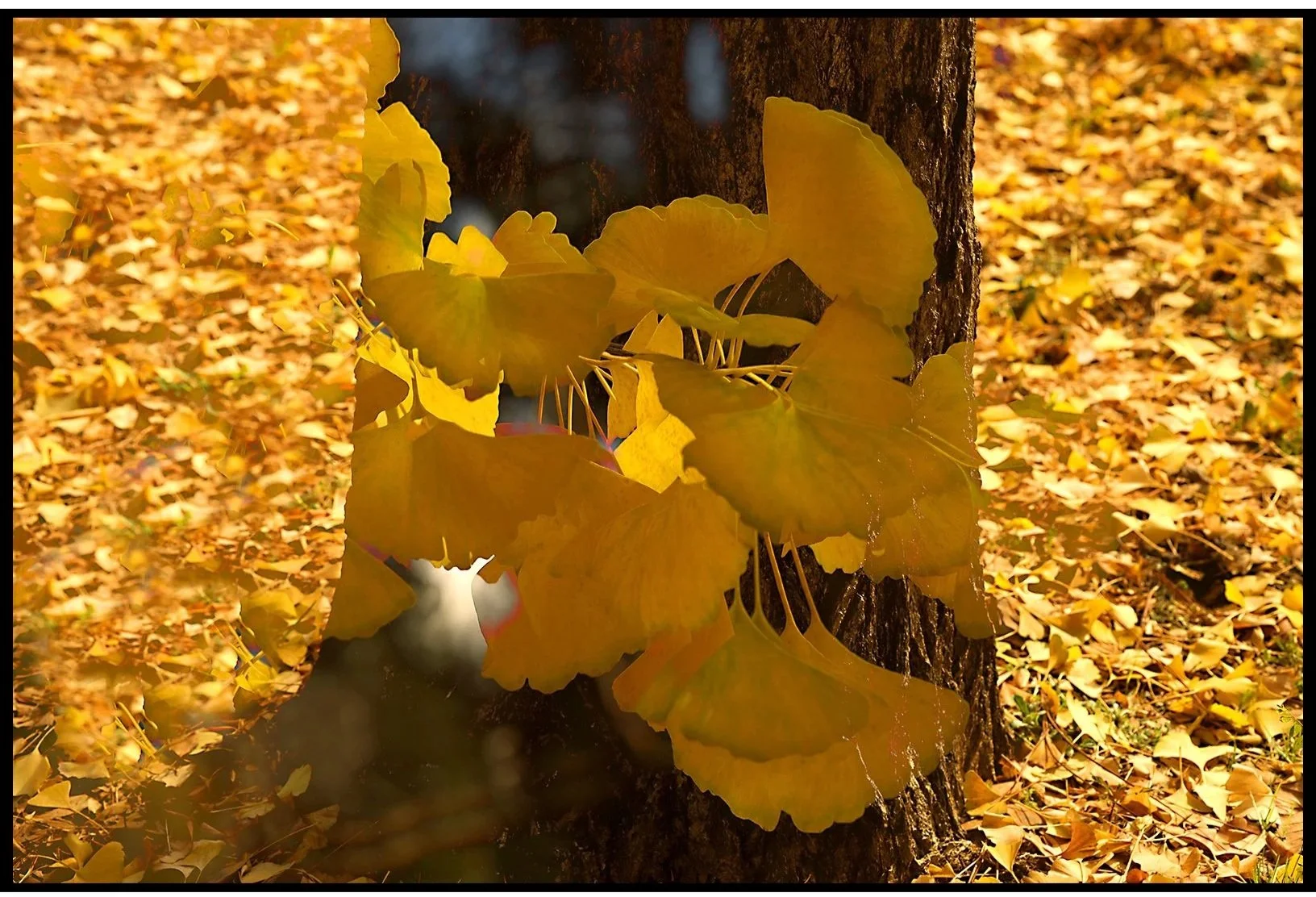 Ginkgo Double Exposure Fall 2025