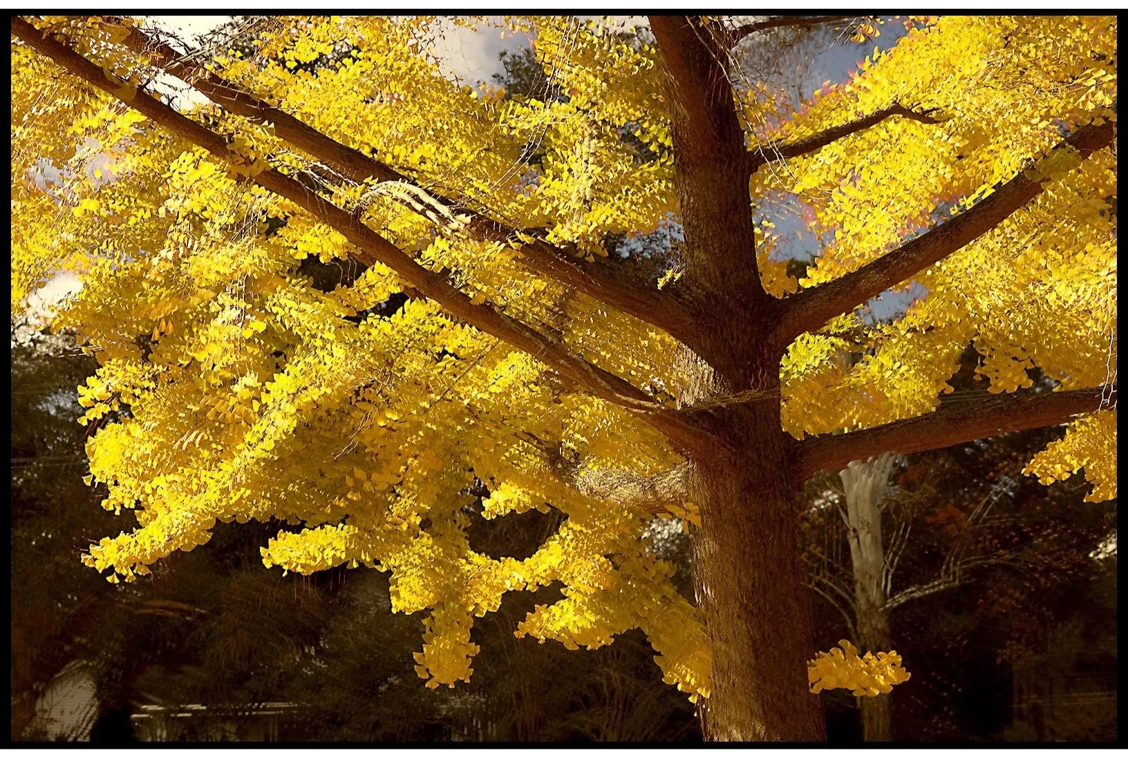 Ginkgo Multiple Exposure Fall 2025