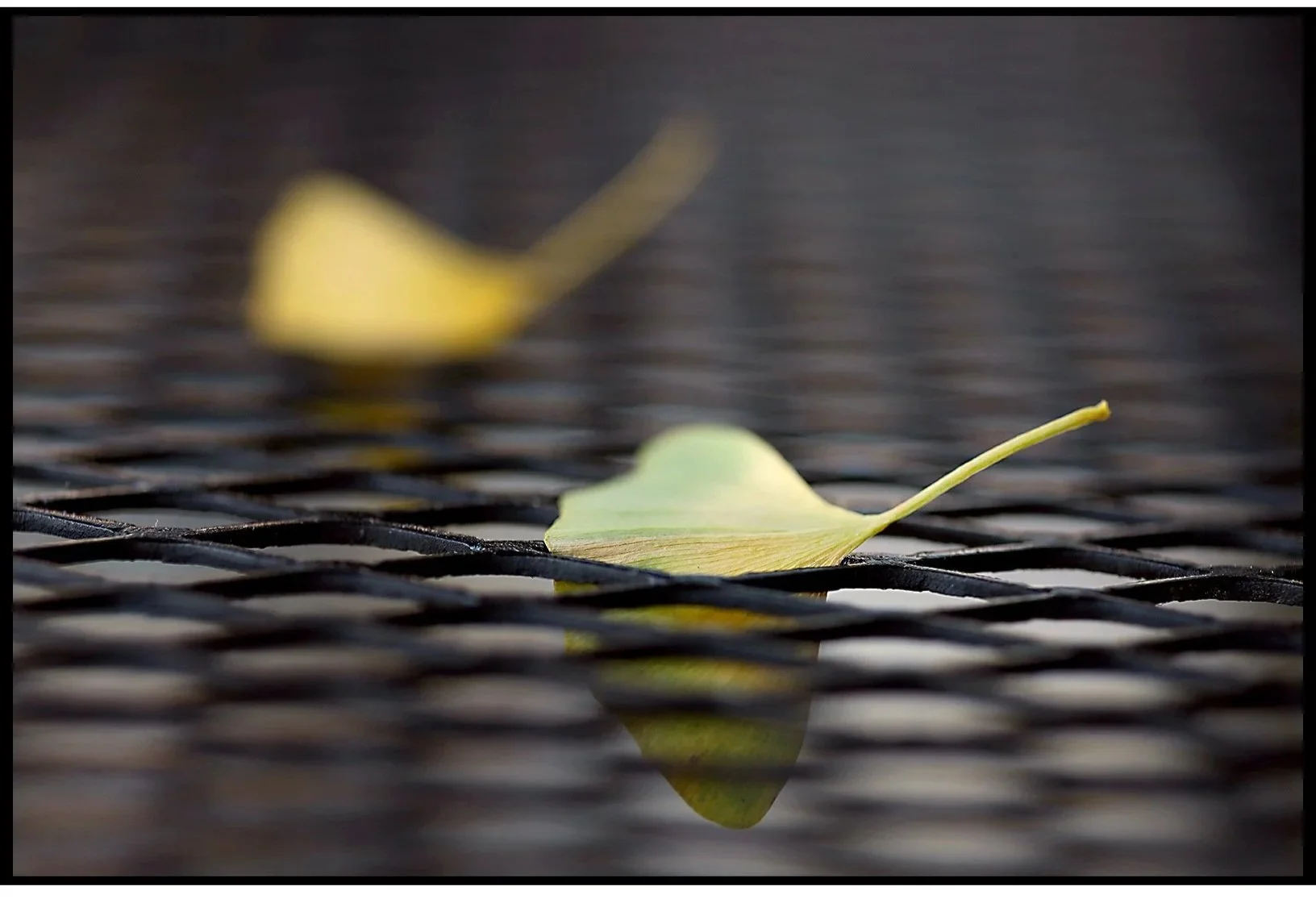 Ginkgo Leaves on a Downtown Table Fall 2025