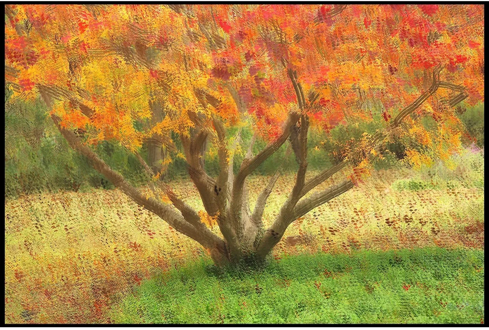 Japanese Maple Fall 2025