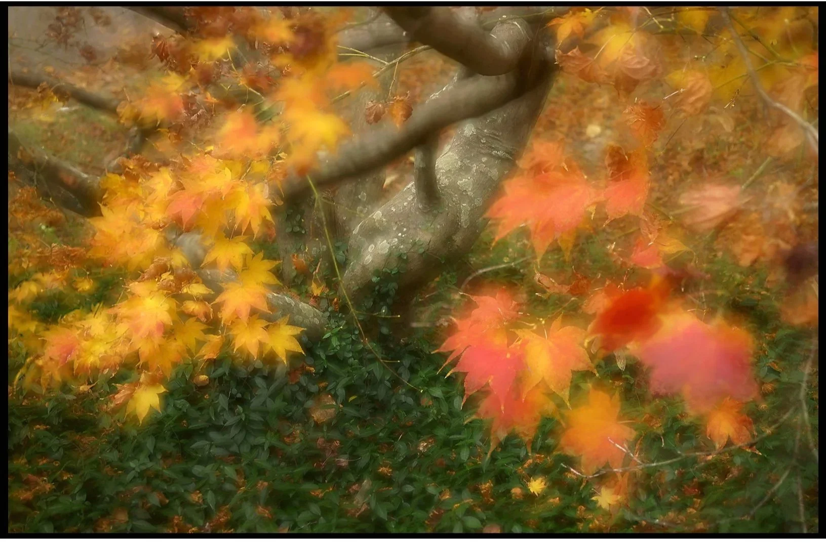 Japanese Maple from Above Fall 2025