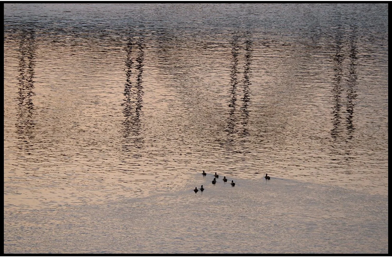 Ducks at the Dreaming Bridge Fall 2025