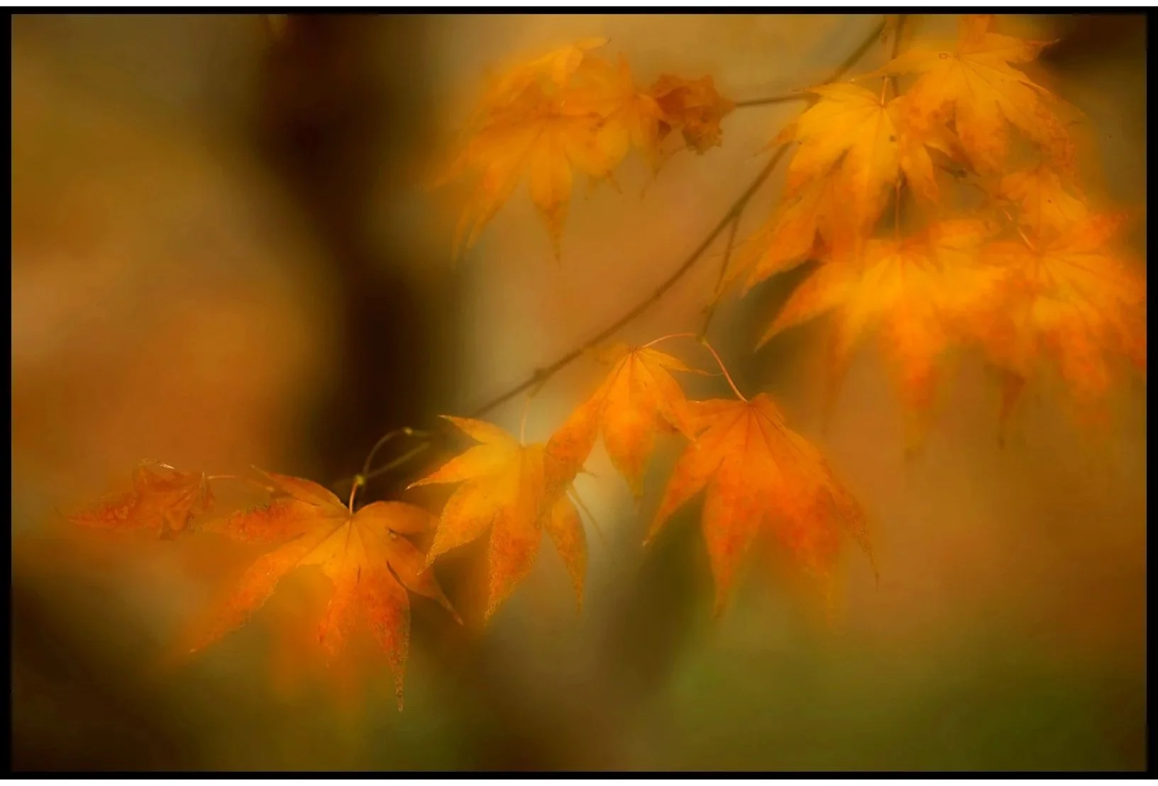 Ghostly Japanese Maple Fall 2025 