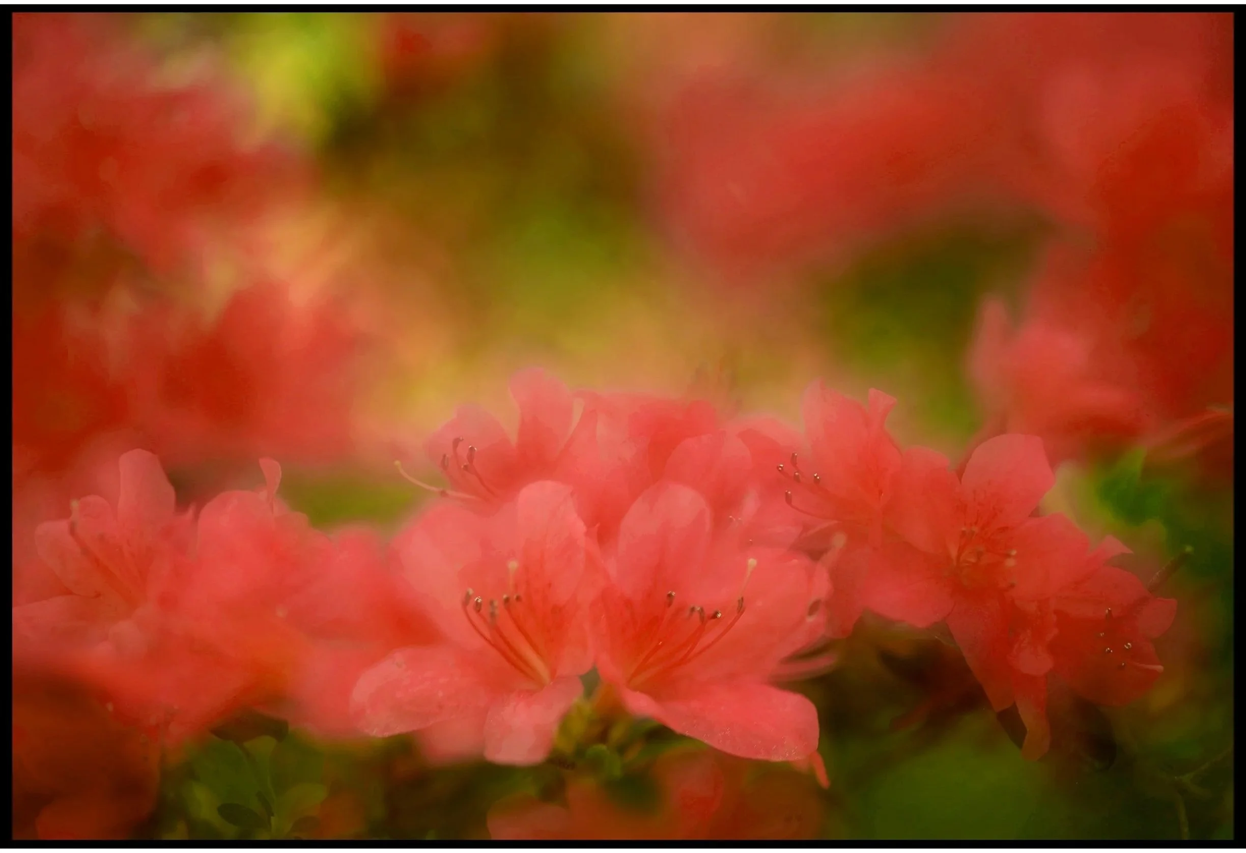 Dreaming of Azaleas Spring 2026