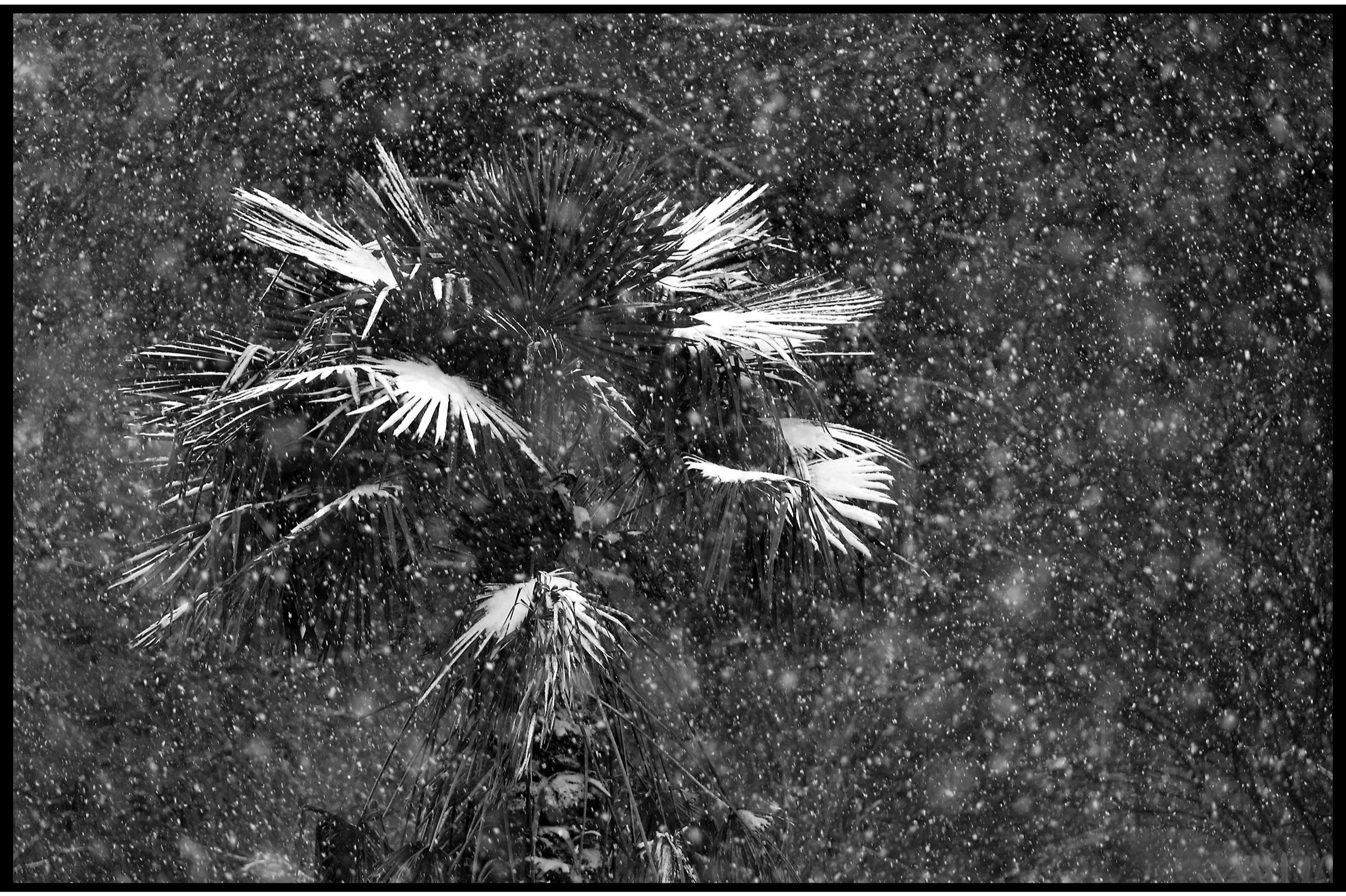 Winter in the South I Winter 2026