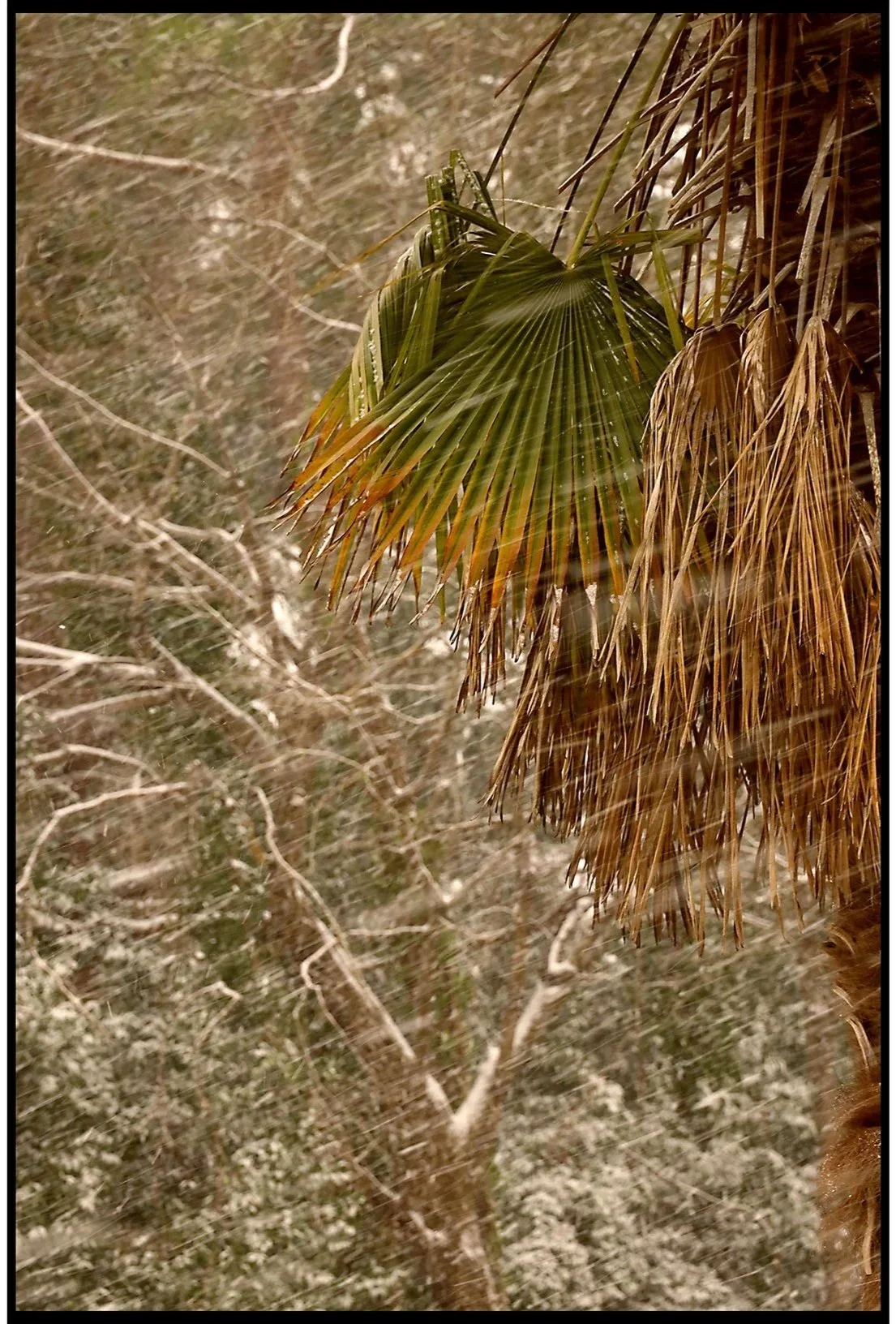 Winter in the South II Winter 2026
