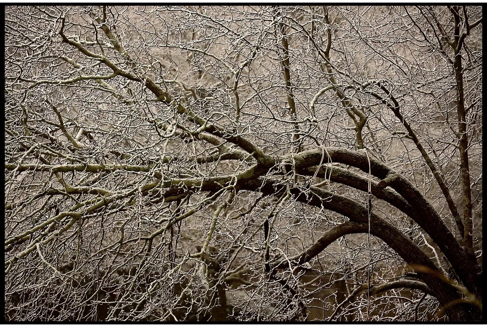 Ice on Bent Tree Winter 2026