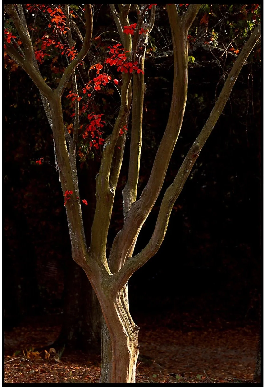Crepe Myrtle Fall 2025