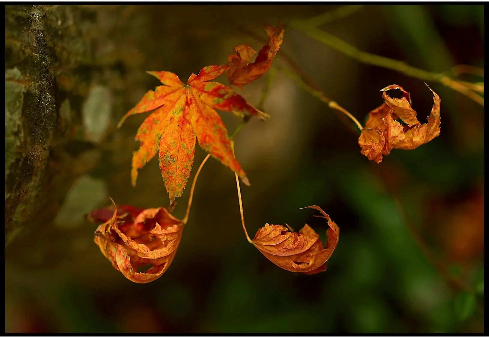 Japanese Maple Fall 2025