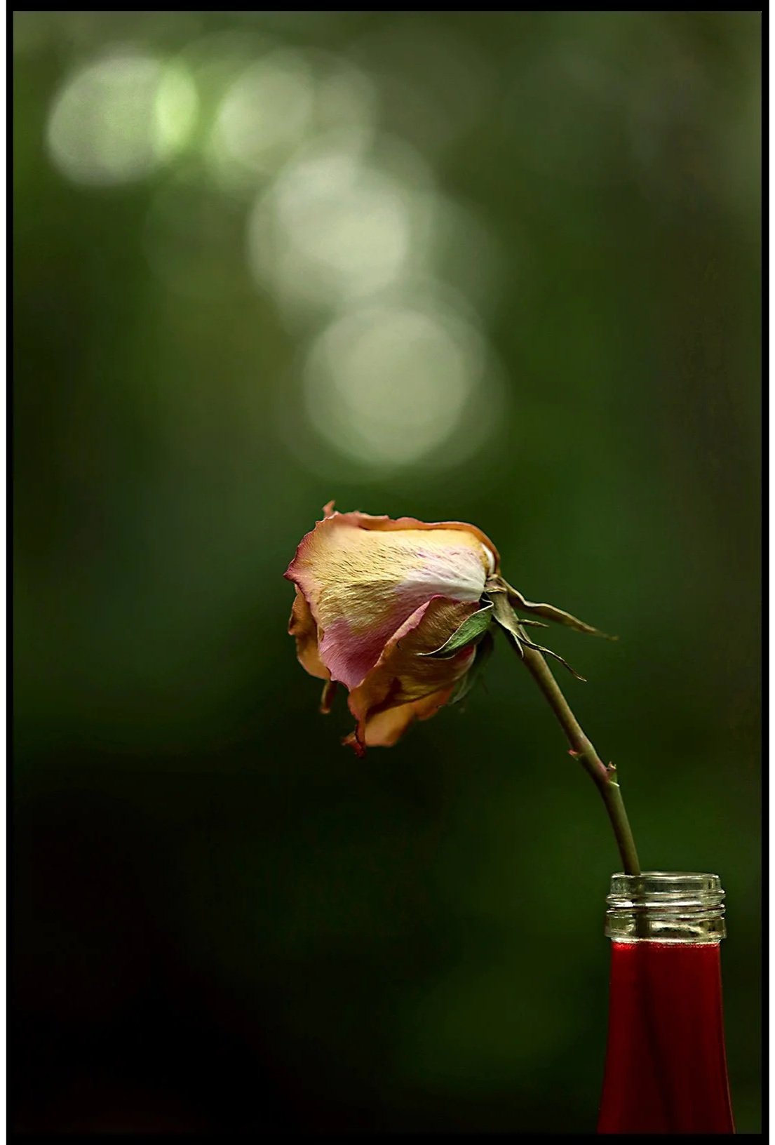 Old Rose Thinking Summer 2025