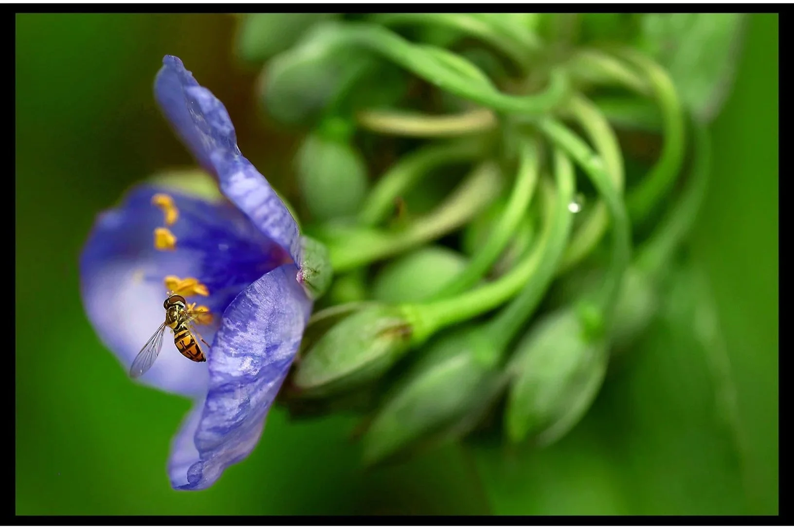 Bee in Spiderwort Summer 2025