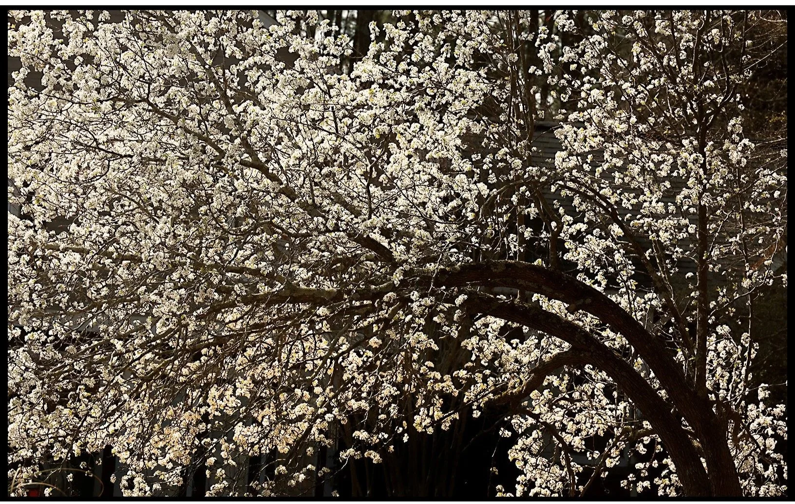 Bent Tree in Spring Spring 2025