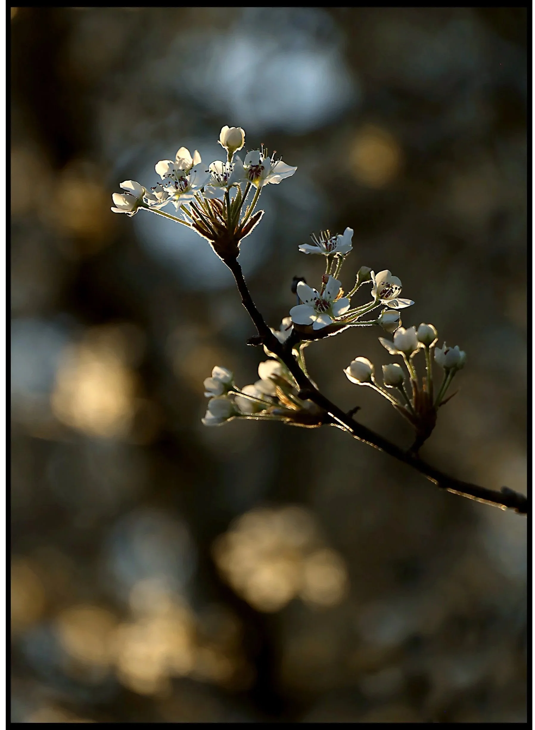 Dogwood Spring 2025
