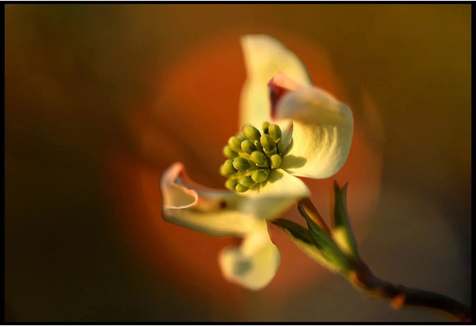 Dogwood Spring 2025