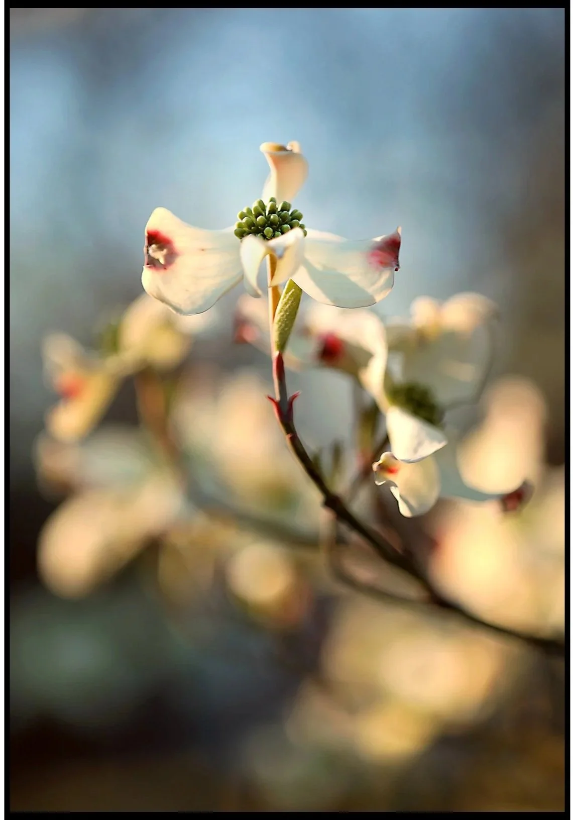 Dogwood and Sky Spring 2025