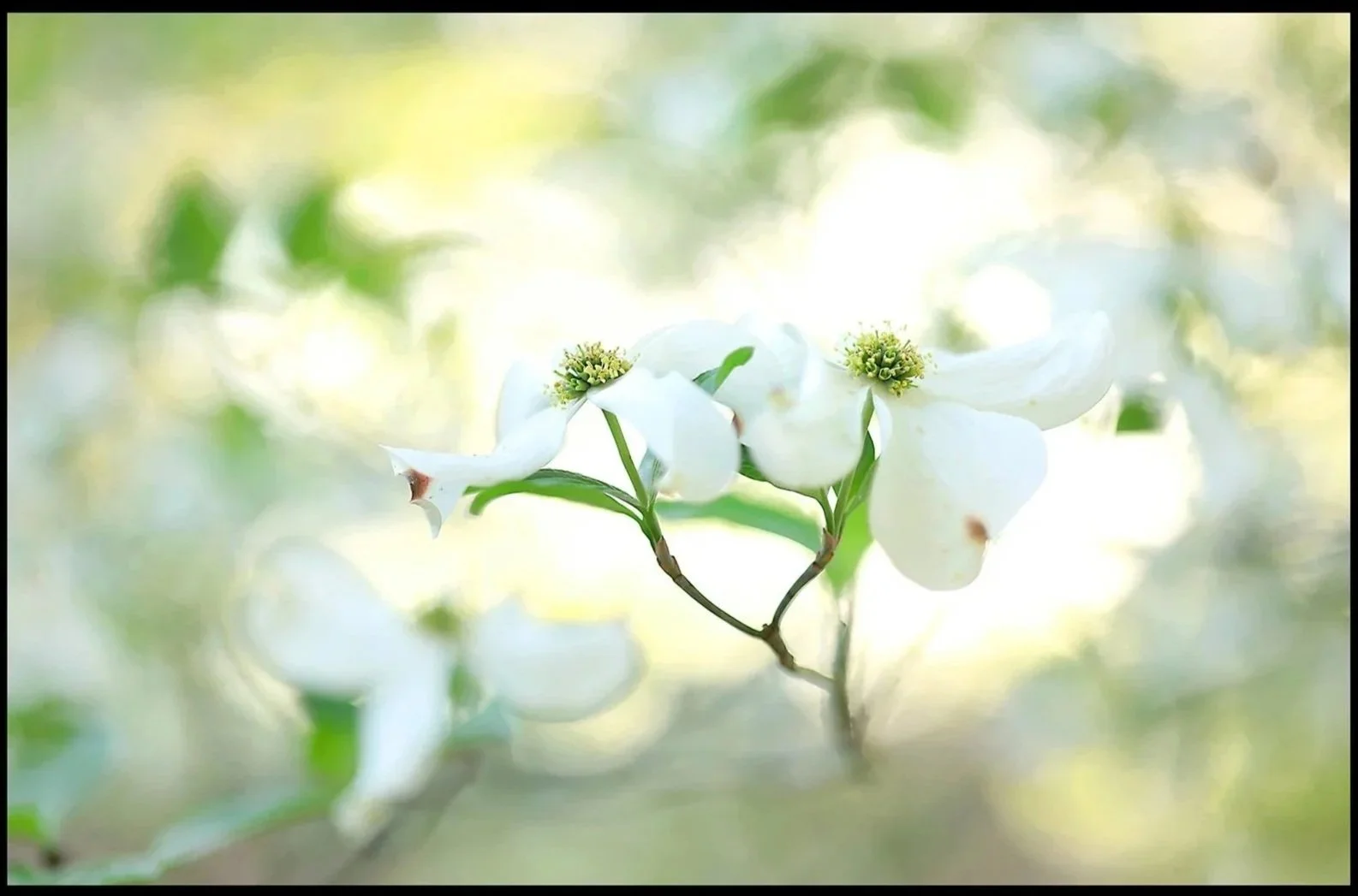Dogwood Spring 2026