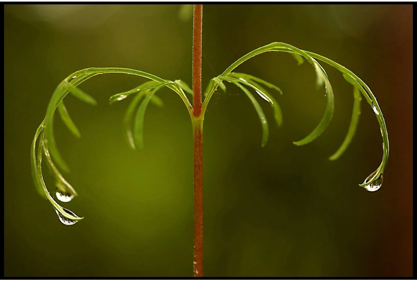 Little Drops Spring 2025