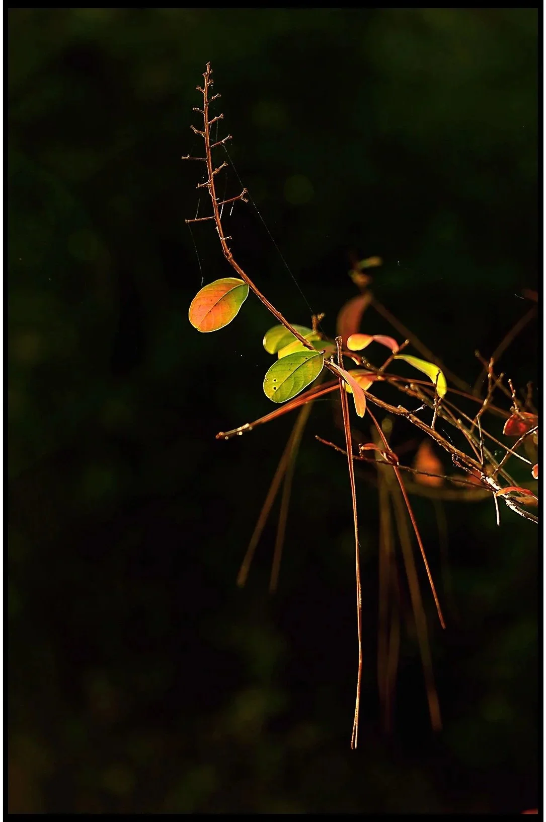 Last of the Crepe Myrtle Winter 2025