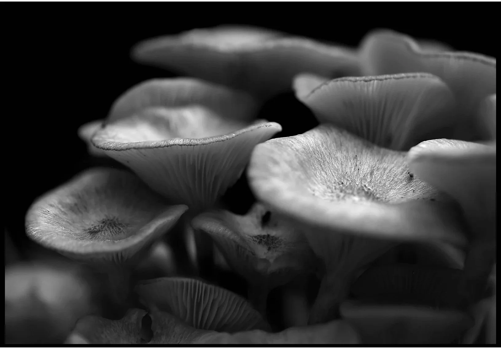 Mushrooms Summer 2023