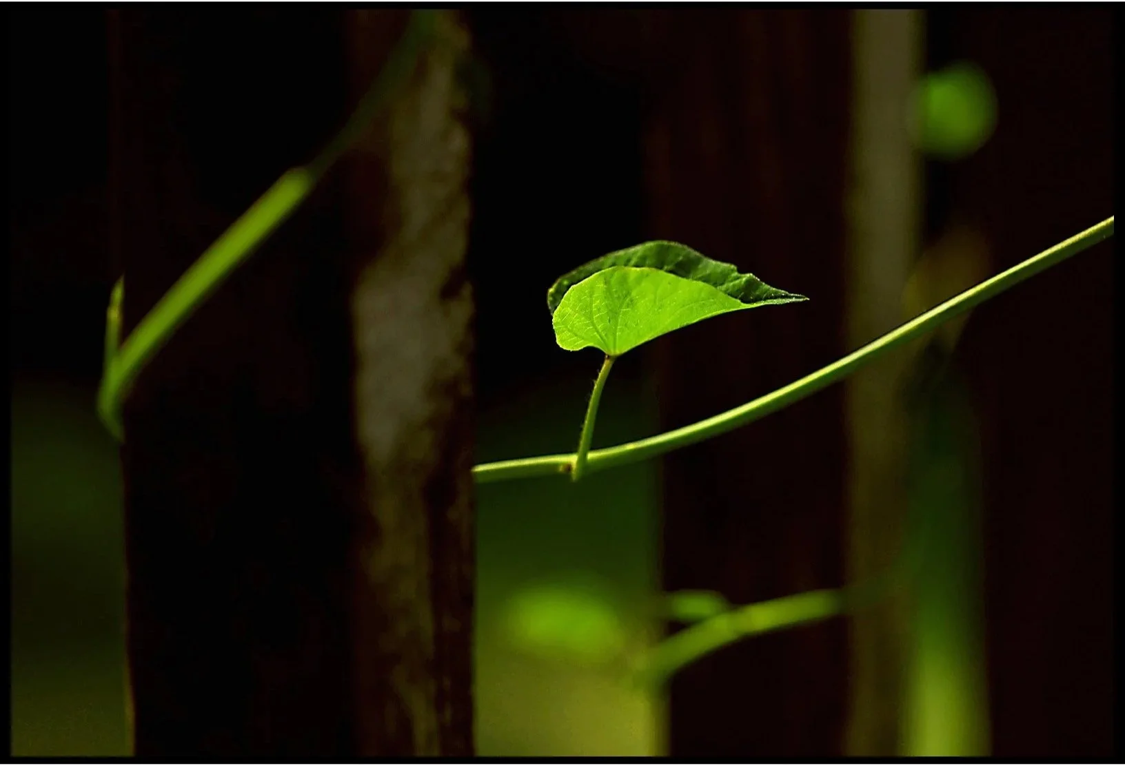 Sweat Potato Leaf Summer 2023