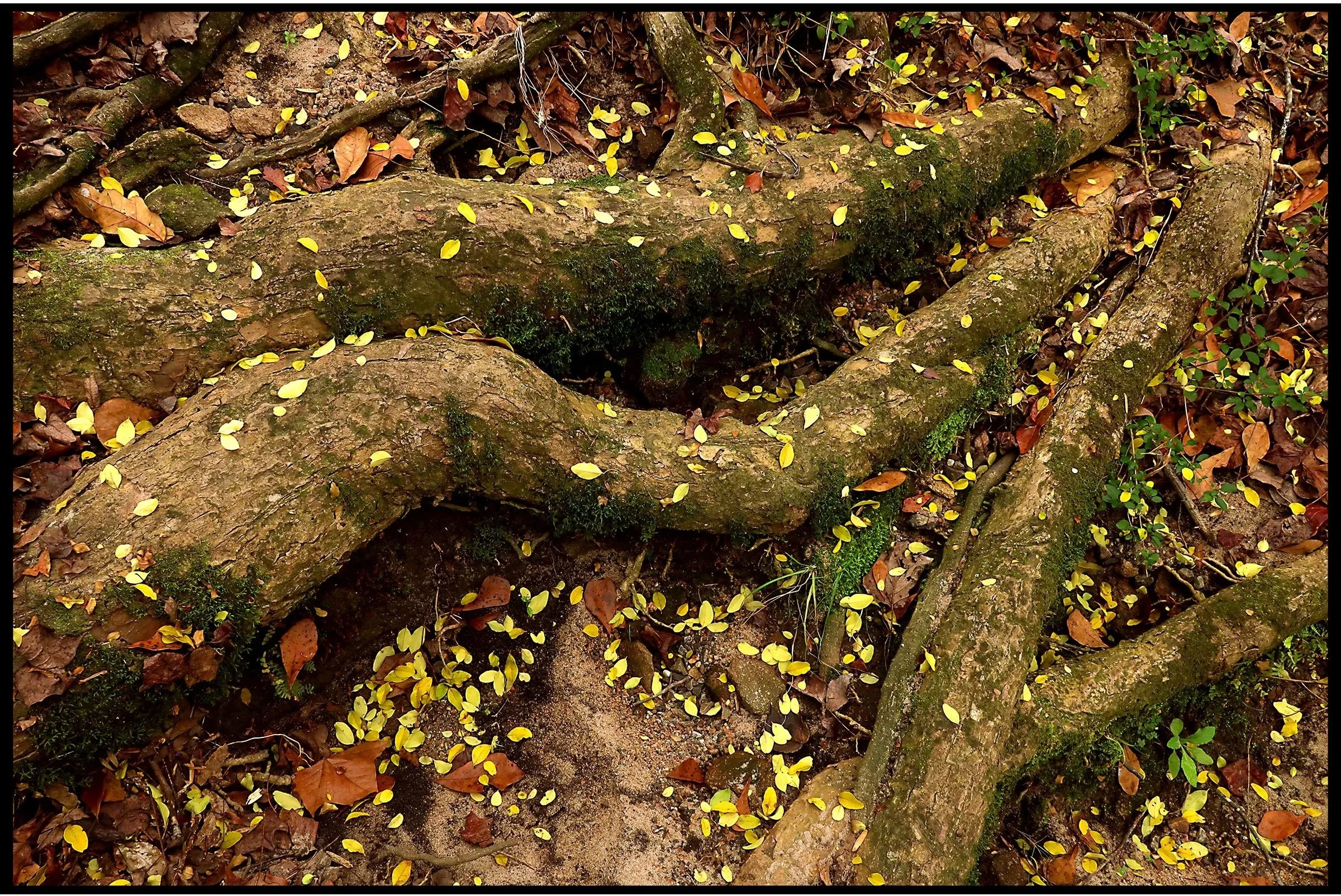 Leaves and Roots Winter 2025
