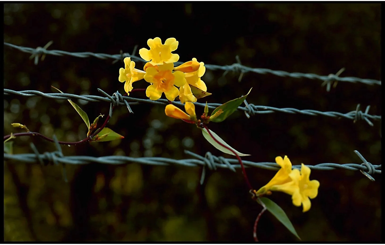 Beauty and Barb Wire Spring 2026