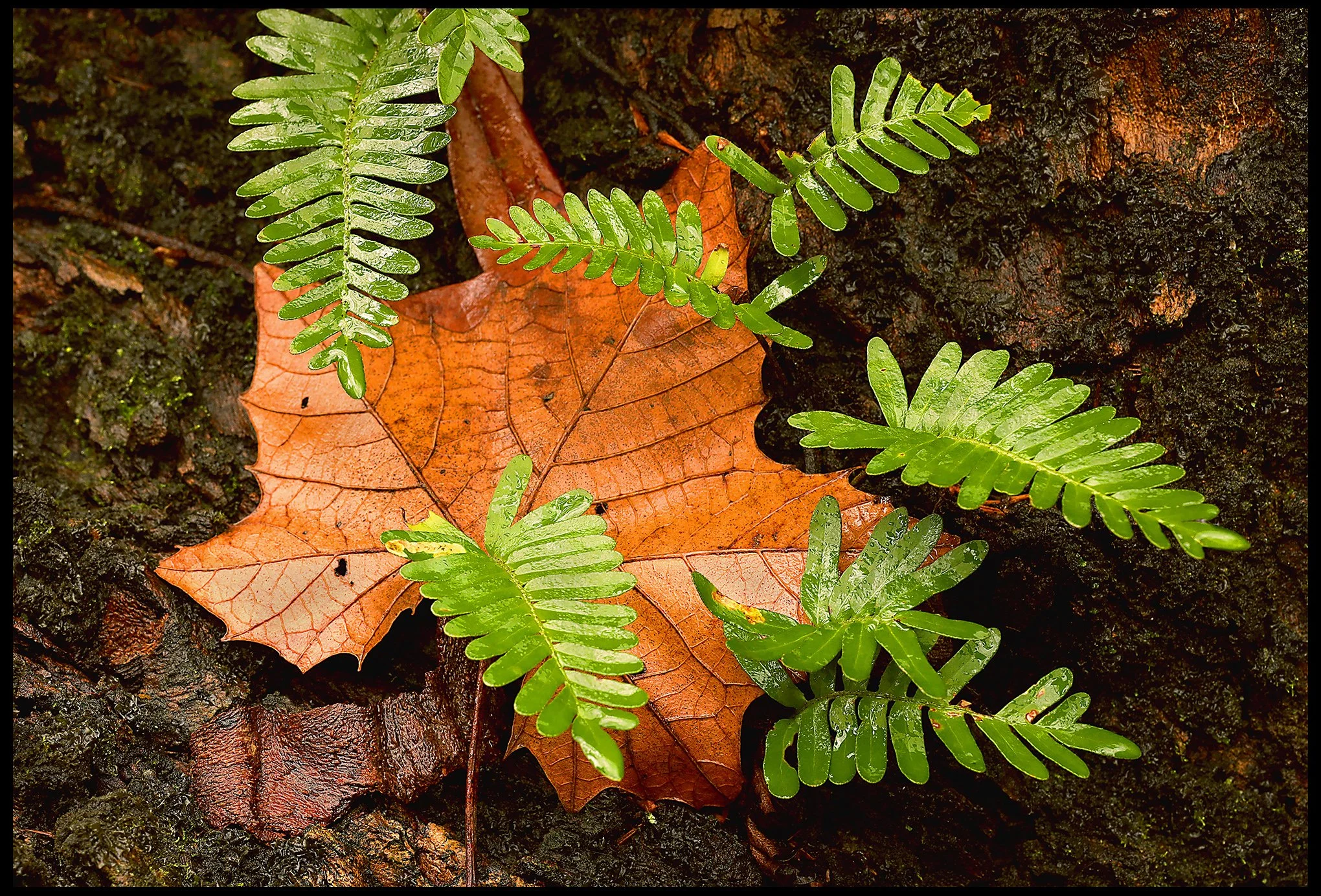 A Little Help From Friends Winter 2022