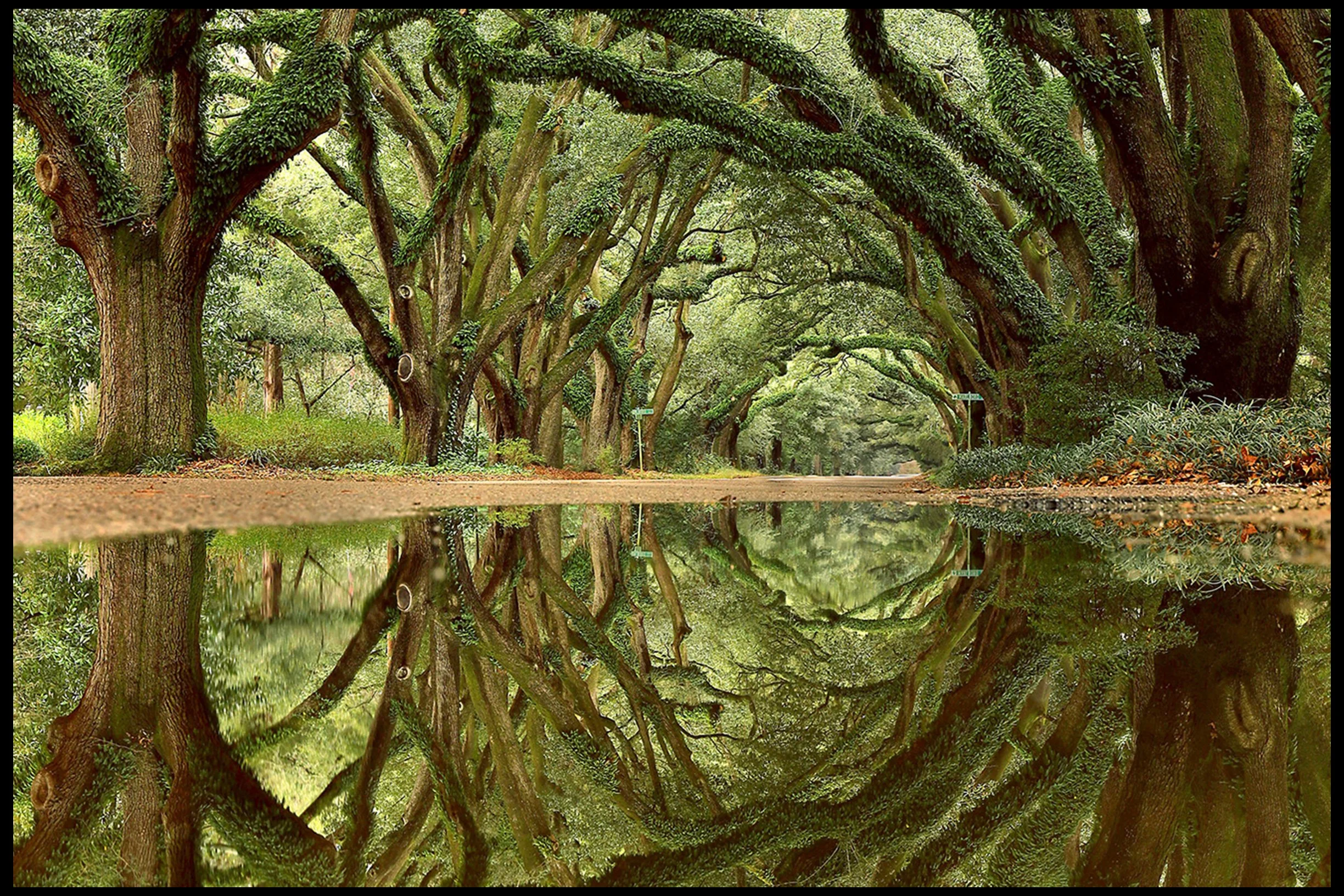 Portal to Wonderland