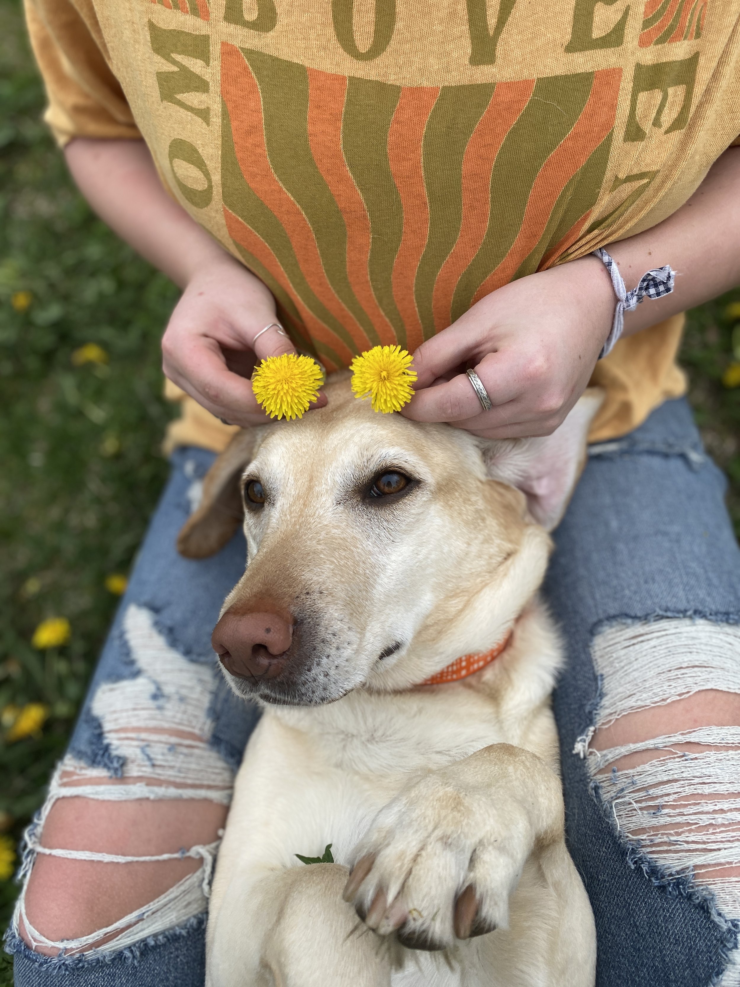 Cassie, a yellow lab, lays in her handler's lap who is wearing ripped jeans and a yellow billa bong shit