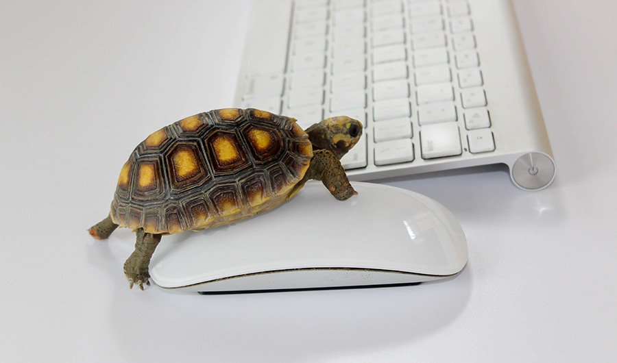 Web-Surfing-Turtle.jpeg