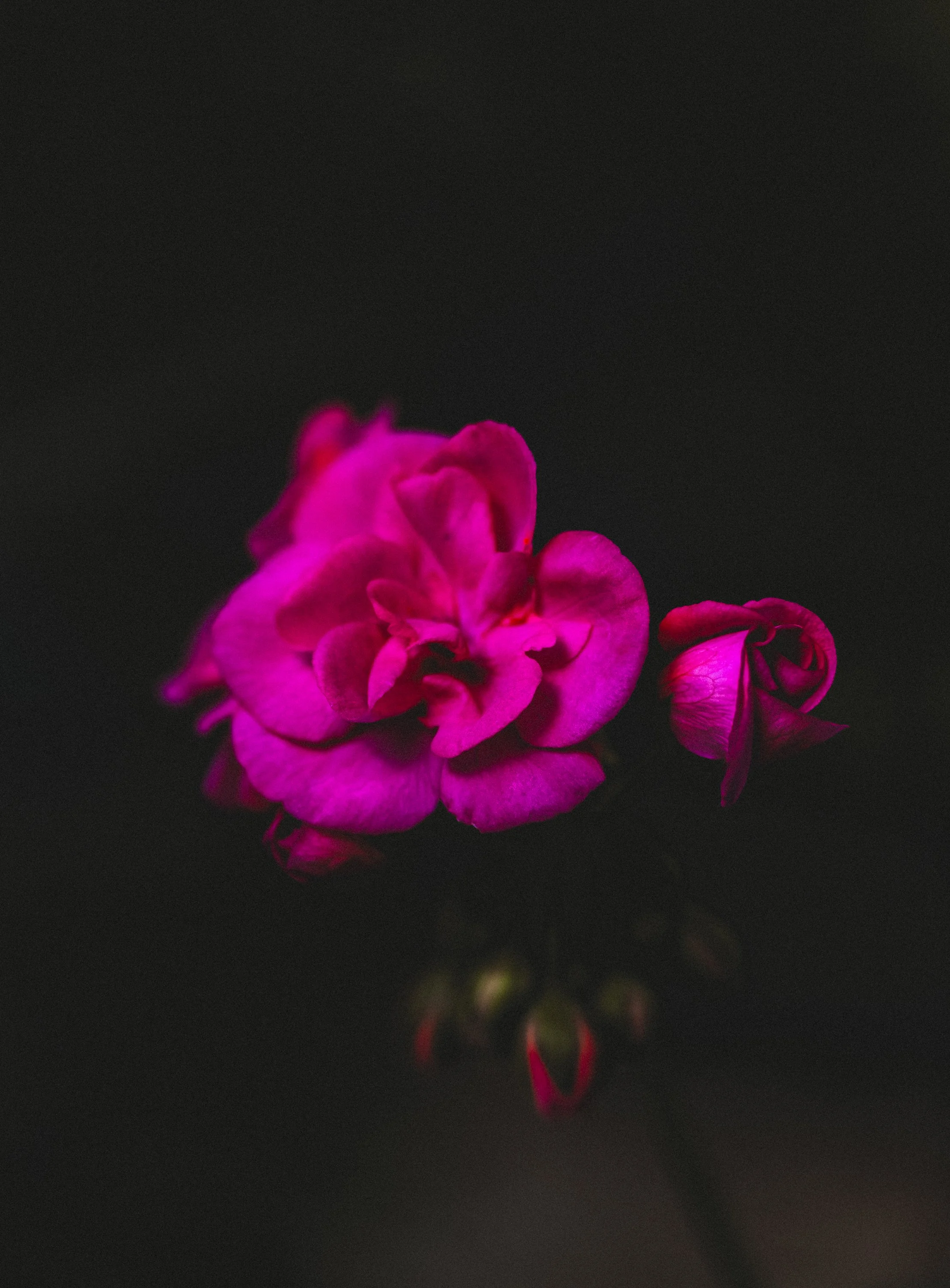 DSC01247 copia peke.jpg