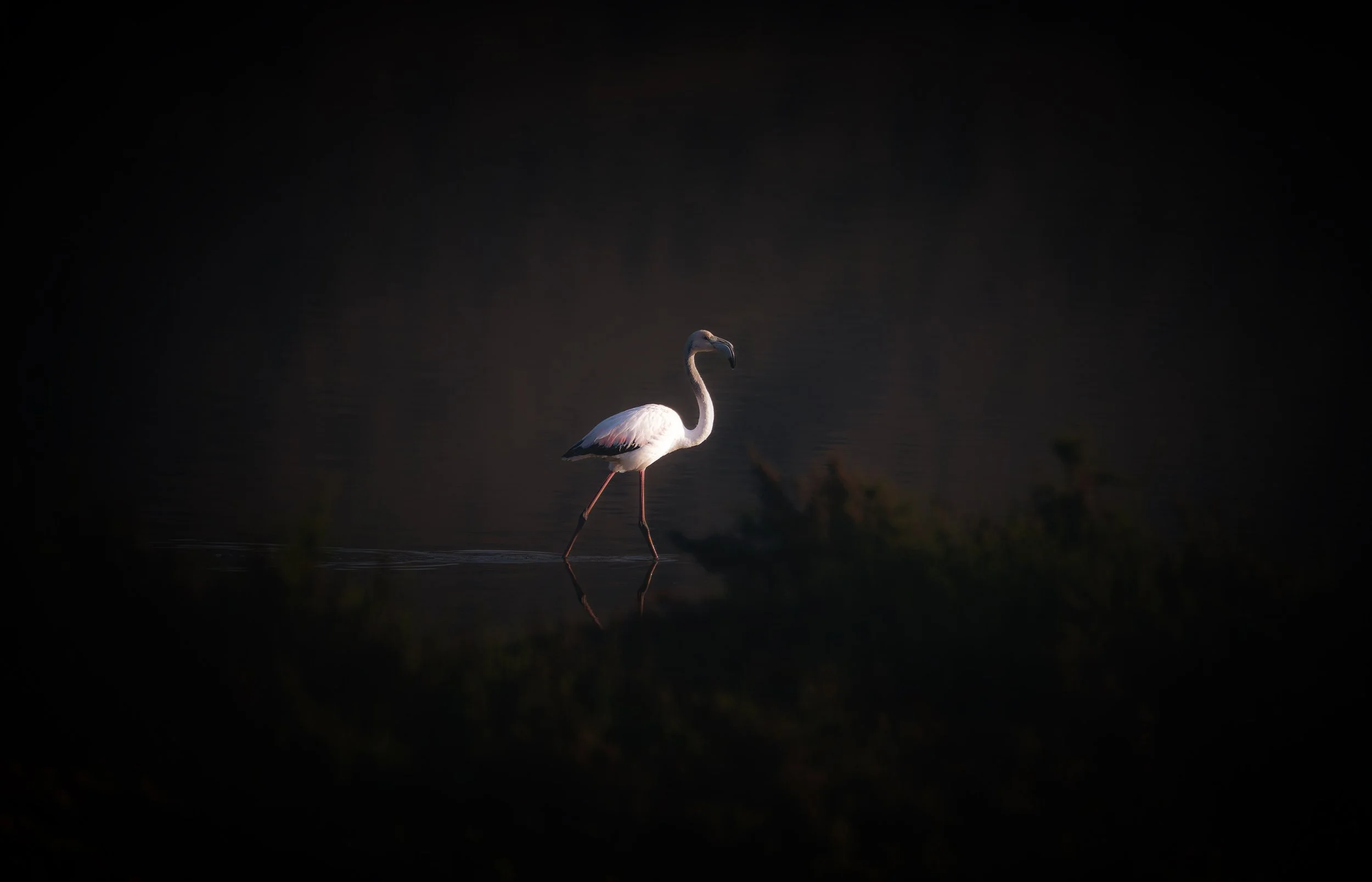 DSC08142 copia peke.jpg