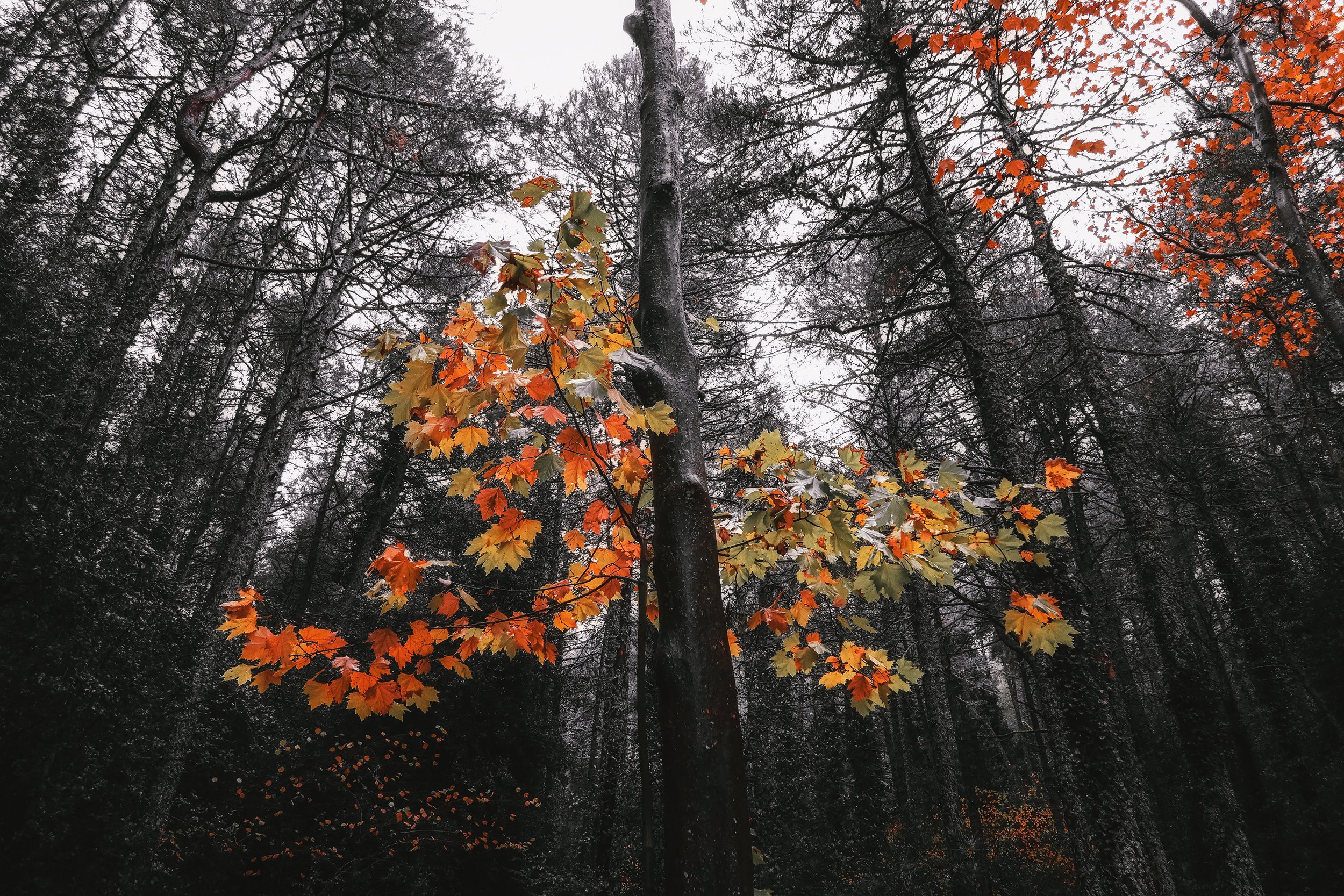 IMG_0190 copia peke.jpg