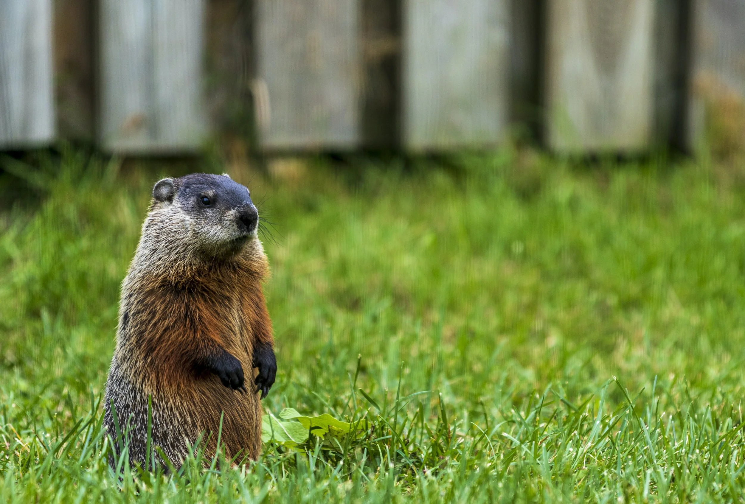 How do I know if I have a groundhog and why should I hire a professional to handle it?