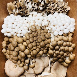 From the bounty of the earth to your plate! How pretty are these mushrooms, as well as the dishes our chefs create with them. Shown: Mushroom Soup, Mushroom Toast, and Mushroom Risotto. 🍄🍲🍽️ 
.
.
.
#visitmillerbeach #millerbeach #indianadunes #nat
