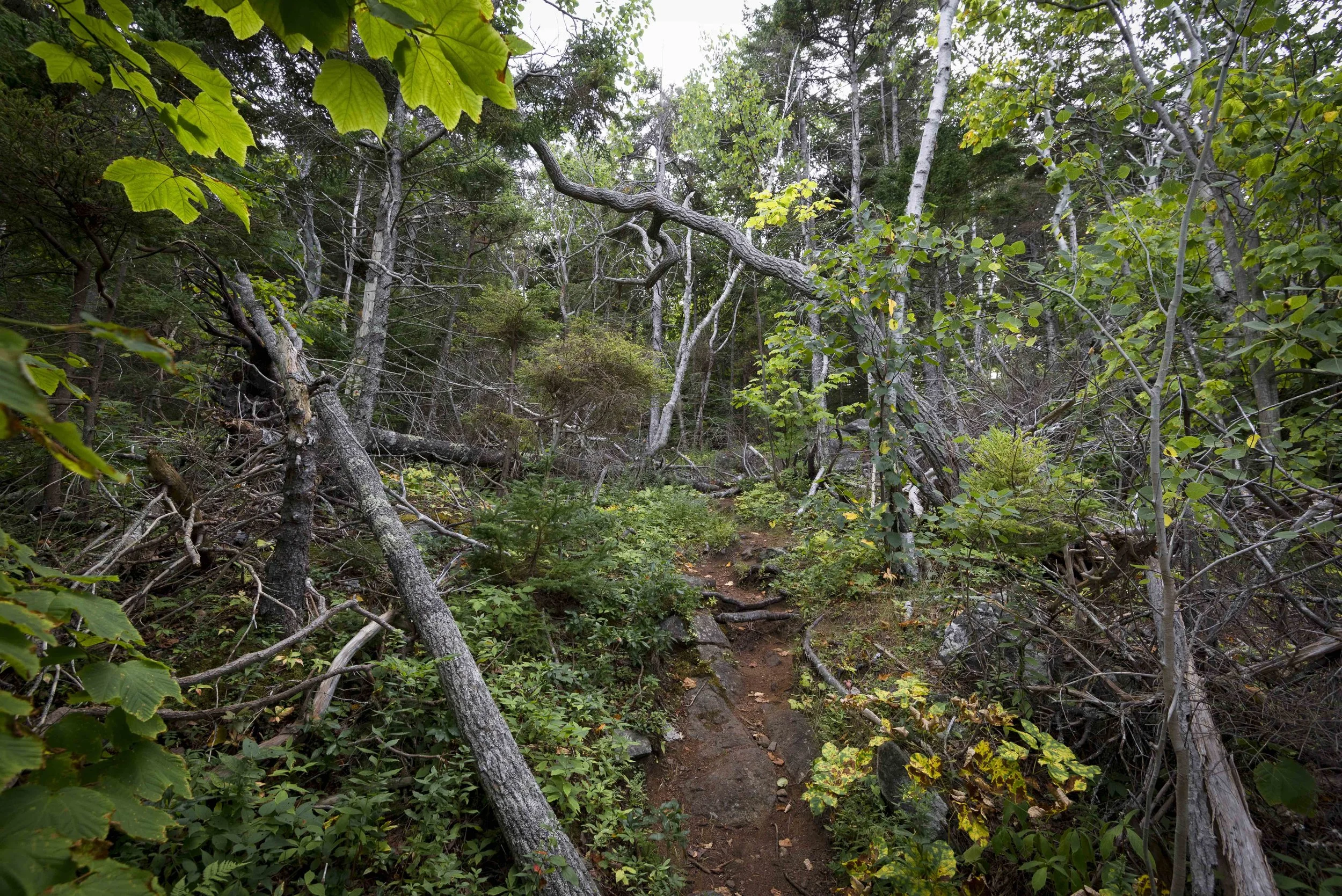 Archival pigment print