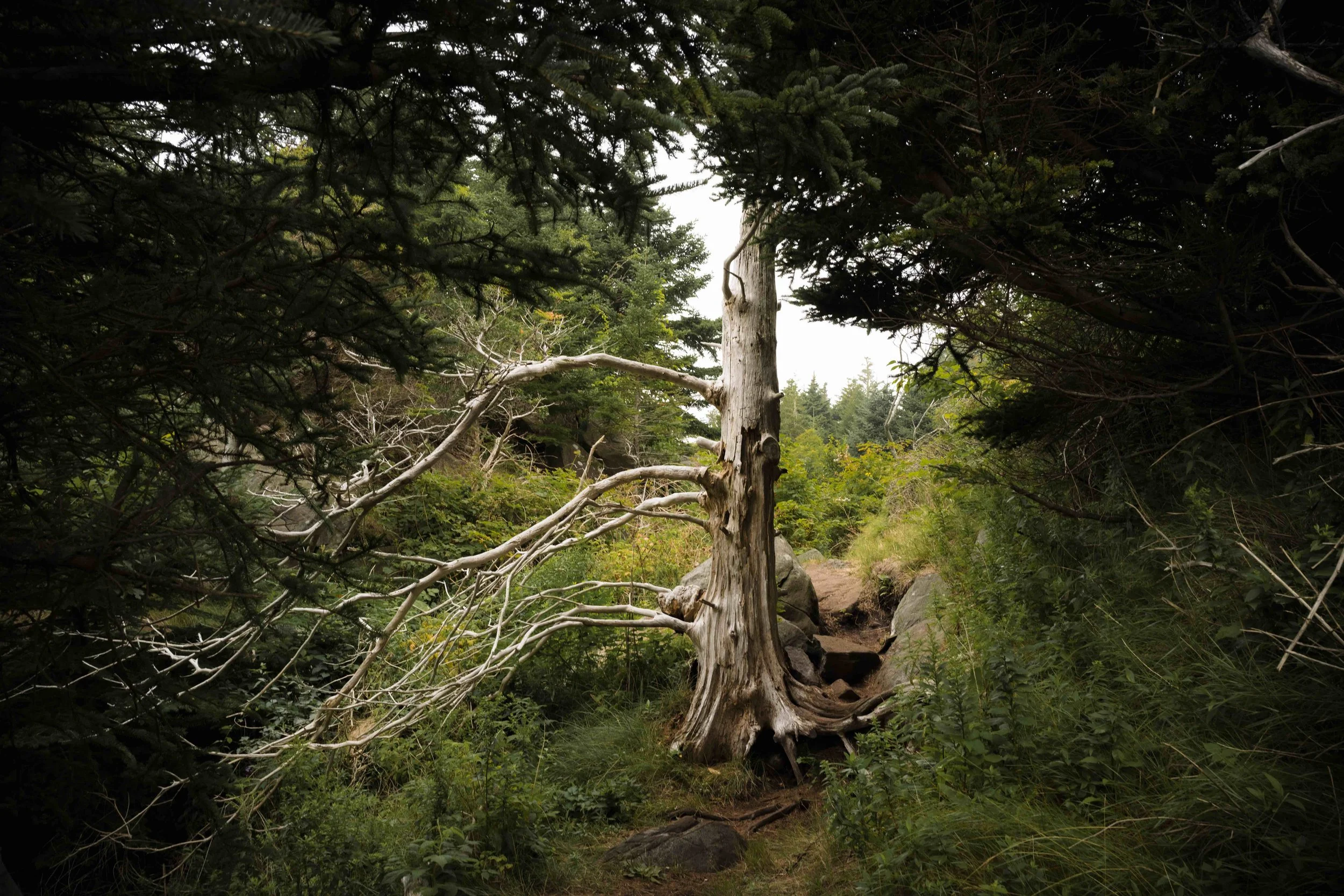 Archival pigment print