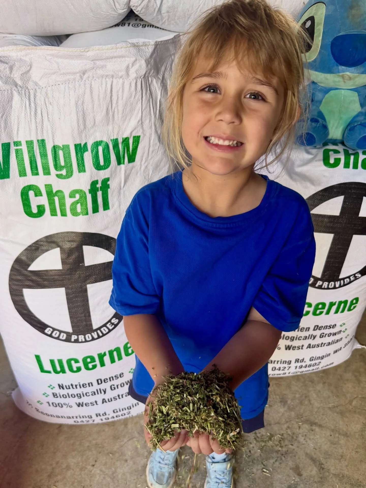 Monty&rsquo;s top reasons you should feed your rainbow unicorns Lucerne Chaff! 👇🏾

💚 Lucerne is great for buffering stomach acid and helps to prevent ulcers, as it contains content that assists with neutralizing stomach acid. 

💚 It contains abou
