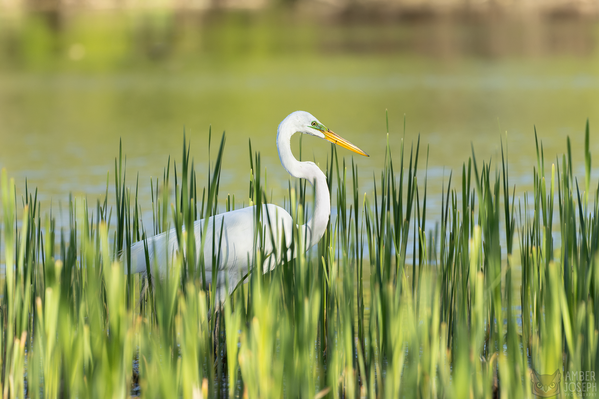 Egret6LWM.png