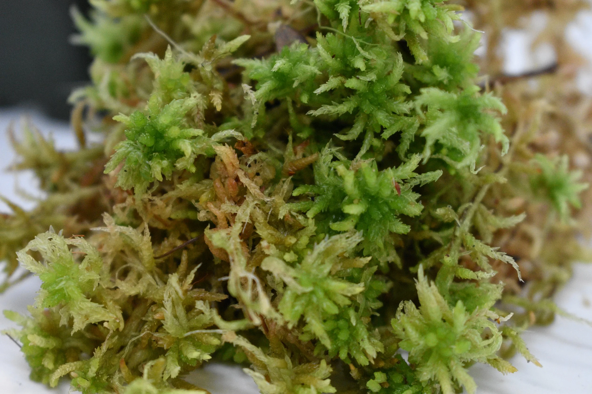 Standard Sphagnum Moss for Carnivorous Plants, Bonsai & Terrariums