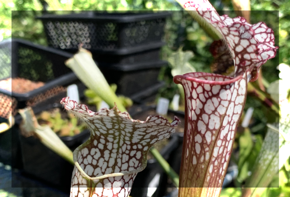 sarracenia-sm.png