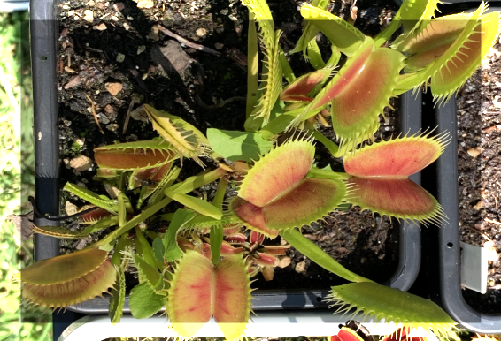 venusflytrap-sm2.png