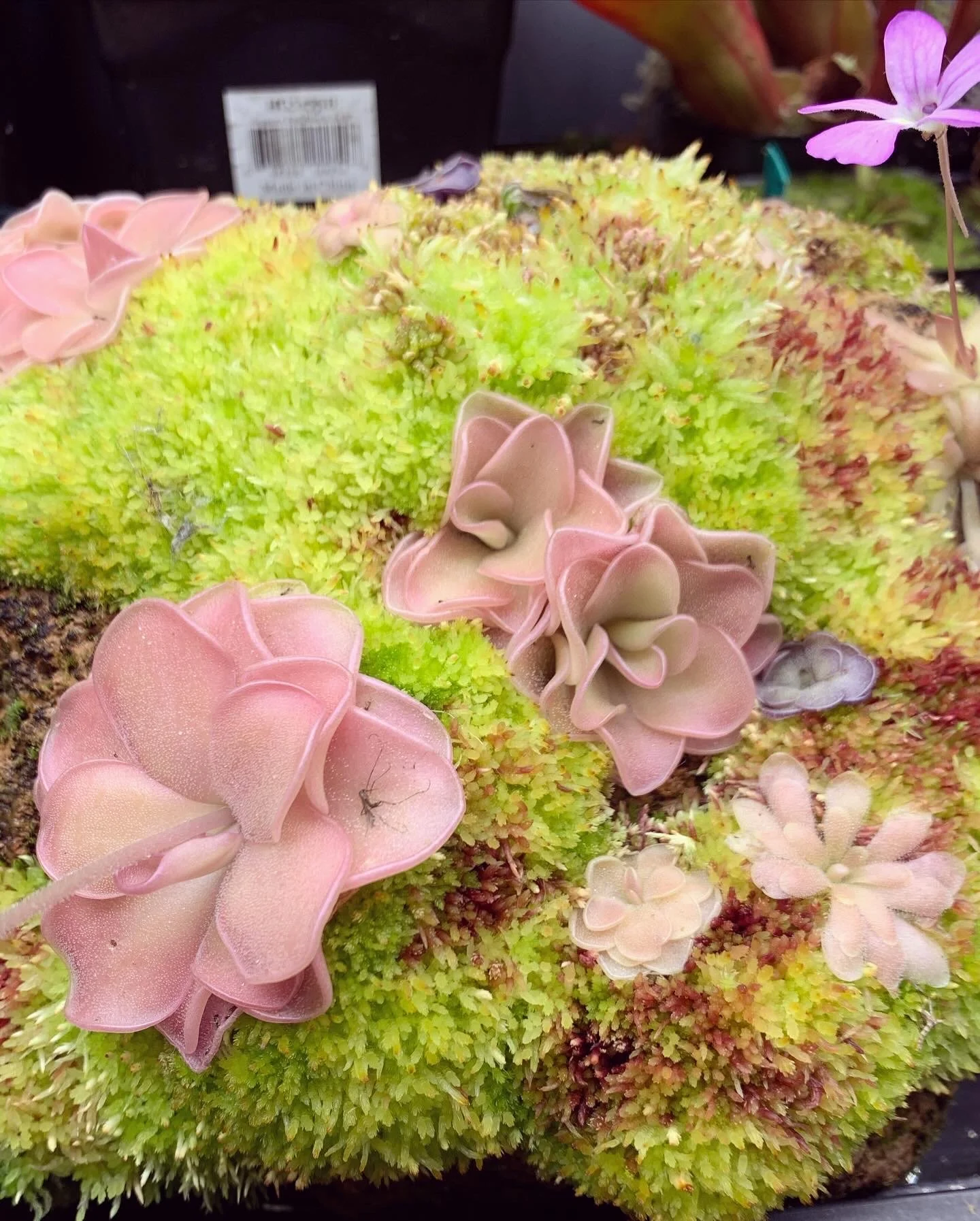 Pinguicula Collections