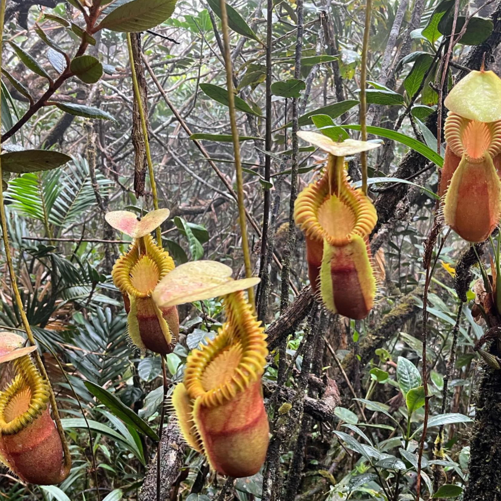 Nepenthes villosa, Mount Tambuyukon