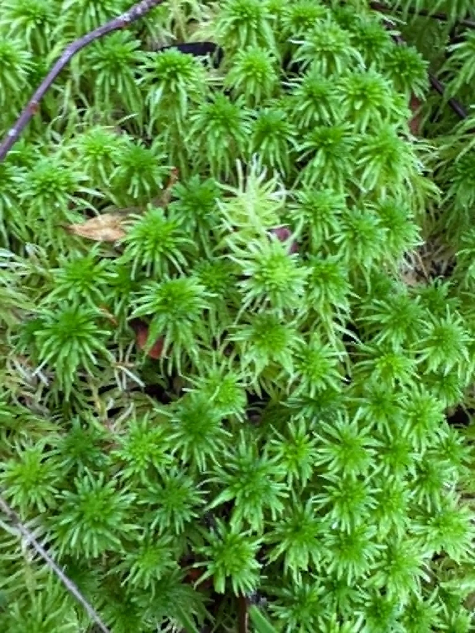 Premium Sphagnum Moss for Carnivorous Plants, Bonsai & Terrariums